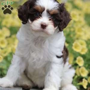 Penny, Cavapoo Puppy